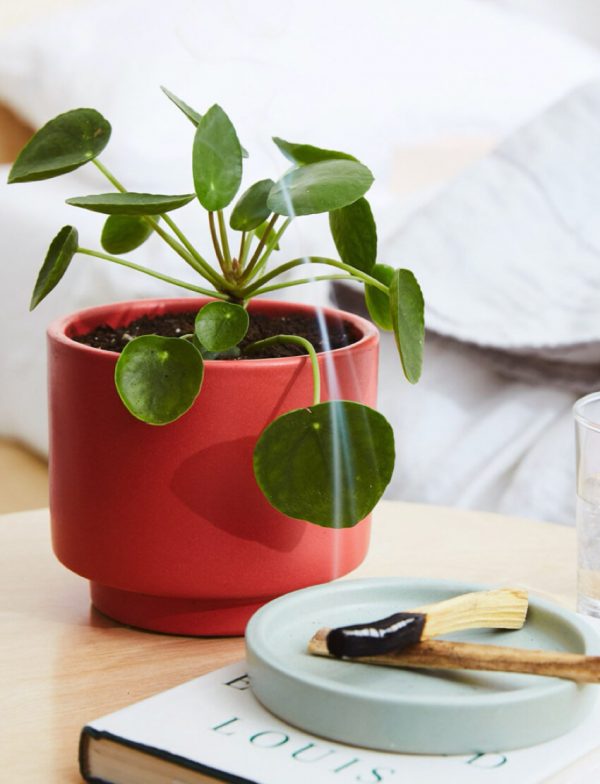 Pilea Peperomioides