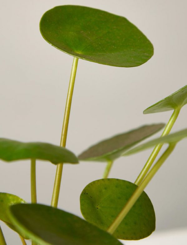 Pilea Peperomioides